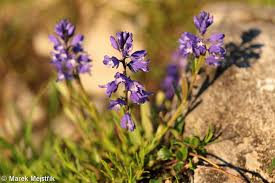 Attēlu rezultāti vaicājumam “Polygala amarella”