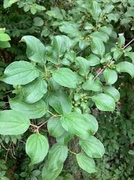 Attēlu rezultāti vaicājumam “Rhamnus cathartica”