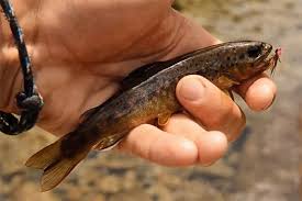 Image result for Salmo macrostigma