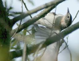 Image result for Dendroica castanea