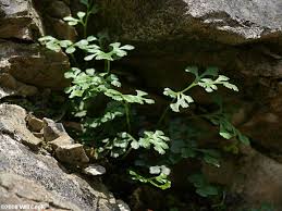 Attēlu rezultāti vaicājumam “Asplenium ruta-muraria”