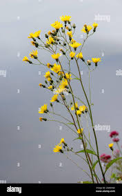 Attēlu rezultāti vaicājumam “Hieracium laevigatum”