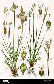 Attēlu rezultāti vaicājumam “Carex digitata fruit”