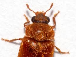 Attēlu rezultāti vaicājumam “Byturus ochraceus”