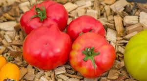 Afbeeldingsresultaat voor mortgage lifter bicolor strain tomato