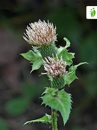 Attēlu rezultāti vaicājumam “Cirsium oleraceum leaf”