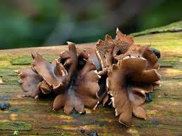 Attēlu rezultāti vaicājumam “Encoelia furfuracea”