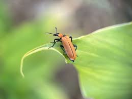 Attēlu rezultāti vaicājumam “Cantharidae”