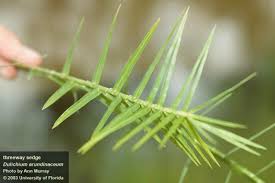 Attēlu rezultāti vaicājumam “Cnidium dubium leaf”