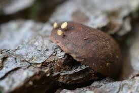 Attēlu rezultāti vaicājumam “Hymenoscyphus fructigenus”