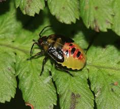Attēlu rezultāti vaicājumam “Elasmostethus interstinctus nymph”
