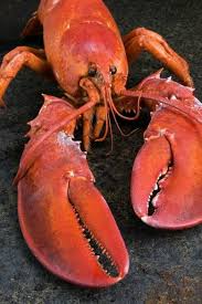 Image result for Homarus americanus