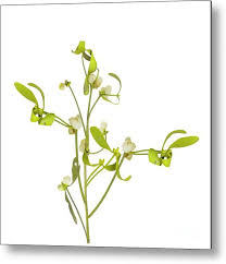 Attēlu rezultāti vaicājumam “Viscum album fruit”