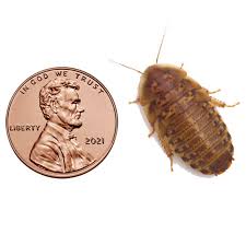 Attēlu rezultāti vaicājumam “Badhamia dubia macro”