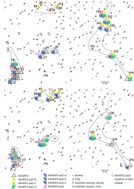 Attēlu rezultāti vaicājumam “Heterobasidion parviporum”