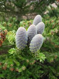 Attēlu rezultāti vaicājumam “Abies koreana”