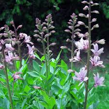 Image result for Diptam