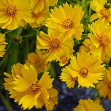 Image result for Coreopsis