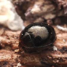 Attēlu rezultāti vaicājumam “Scaphisoma sp.”