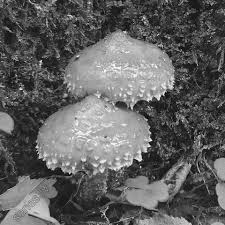 Attēlu rezultāti vaicājumam “Stropharia albocrenulata”