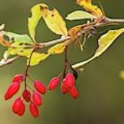 Attēlu rezultāti vaicājumam “Barbarea vulgaris subsp. arcuata fruit”