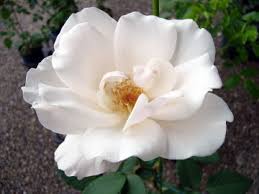 「花薔薇エルフ」の画像検索結果