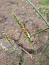 Attēlu rezultāti vaicājumam “Alopecurus aequalis leaf”