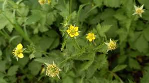 Image result for Geum urbanum