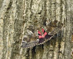 Attēlu rezultāti vaicājumam “Catocala sponsa”