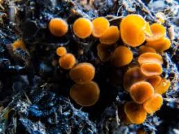 Attēlu rezultāti vaicājumam “Cheilymenia stercorea”