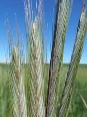 Image result for Secale cereale