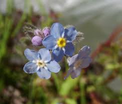 Attēlu rezultāti vaicājumam “Myosotis laxa subsp. baltica flower”