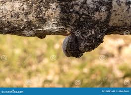 Attēlu rezultāti vaicājumam “Phellinus tremulae”