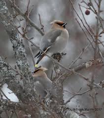 Attēlu rezultāti vaicājumam “Bombycilla garrulus adult”
