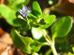 Attēlu rezultāti vaicājumam “Veronica beccabunga bud”