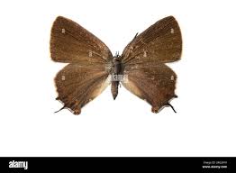 Attēlu rezultāti vaicājumam “Satyrium w-album underside”