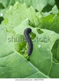 Attēlu rezultāti vaicājumam “Pristiphora maesta larva”