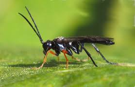 Attēlu rezultāti vaicājumam “Tenthredo mandibularis”