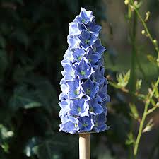 Image result for Rittersporn