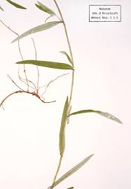 Attēlu rezultāti vaicājumam “Didymium clavus stalked”