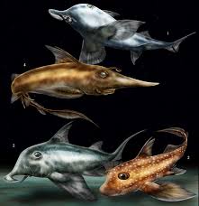 Image result for Callorhinchus capensis