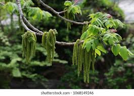 Attēlu rezultāti vaicājumam “Juglans mandshurica male flower”