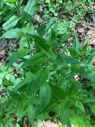 Attēlu rezultāti vaicājumam “Hesperis matronalis bud”