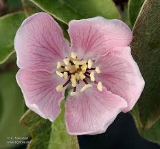 Attēlu rezultāti vaicājumam “Cydonia oblonga flower”