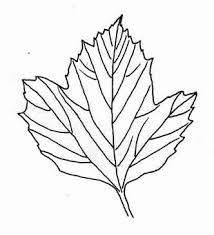 Attēlu rezultāti vaicājumam “Viburnum opulus leaf”