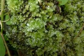 Attēlu rezultāti vaicājumam “Plagiomnium”