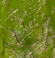 Attēlu rezultāti vaicājumam “Agrostis capillaris”