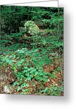 Attēlu rezultāti vaicājumam “Laserpitium latifolium flower”
