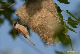 Attēlu rezultāti vaicājumam “Remiz pendulinus nest”