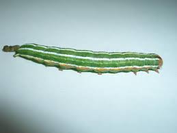 Attēlu rezultāti vaicājumam “Panolis flammea”